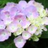 紫陽花