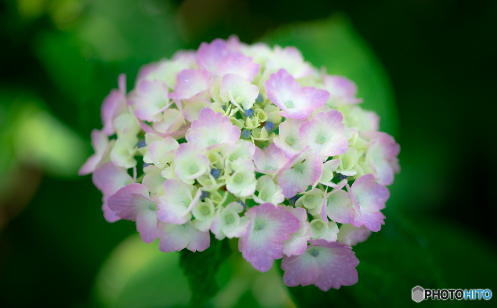 紫陽花-Ⅰ
