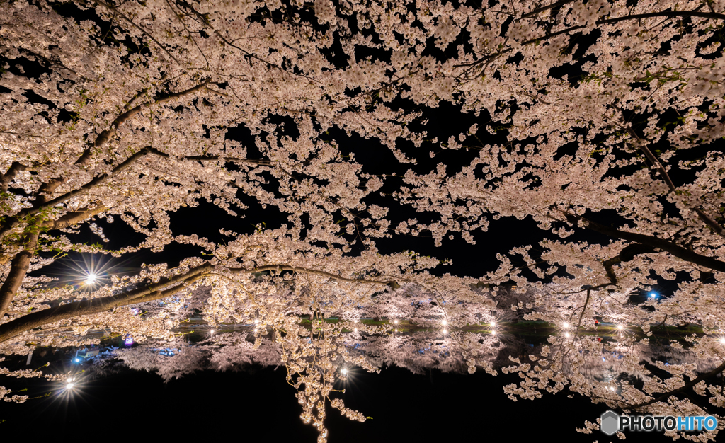 西濠夜桜