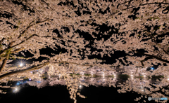 西濠夜桜