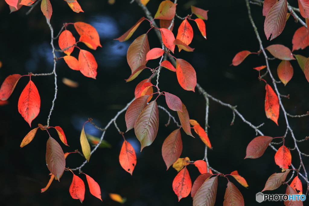 色付く桜葉