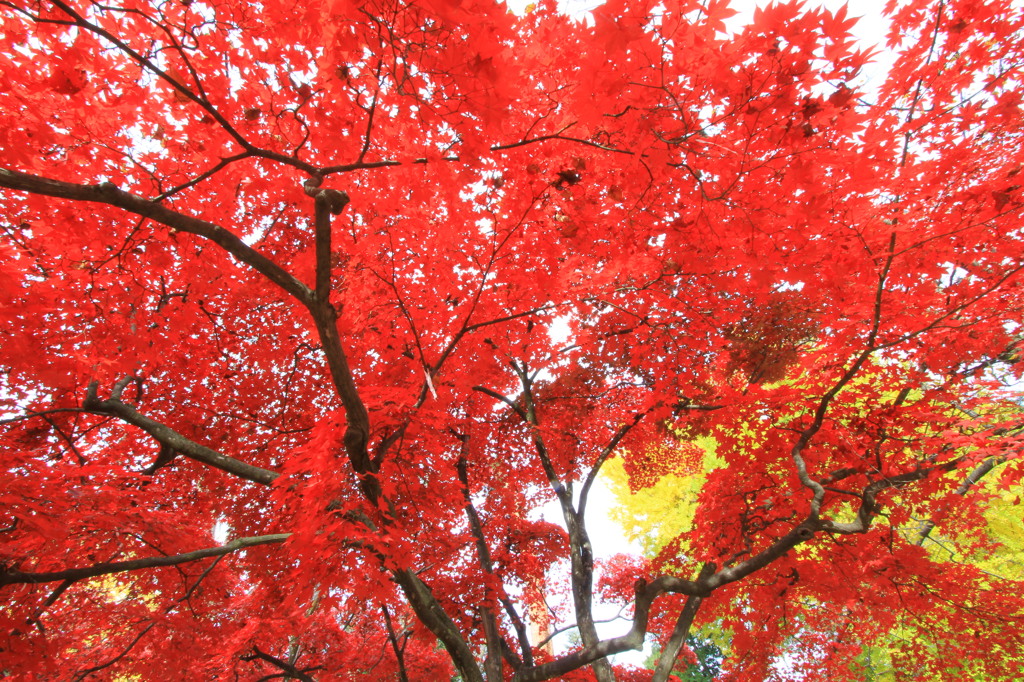 秋の彩り2014-30