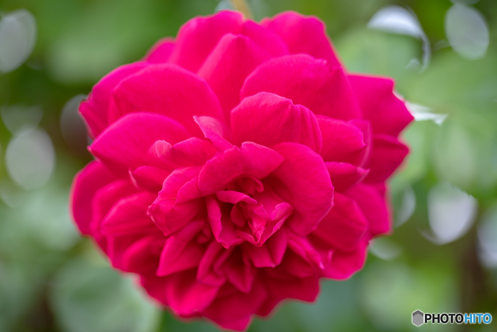 魅惑の薔薇-23