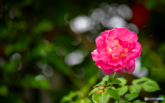 魅惑の薔薇-Ⅹ