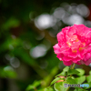 魅惑の薔薇-Ⅹ