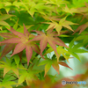 初秋の彩り-Ⅳ