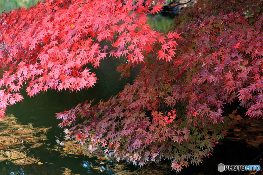 ダブル紅葉