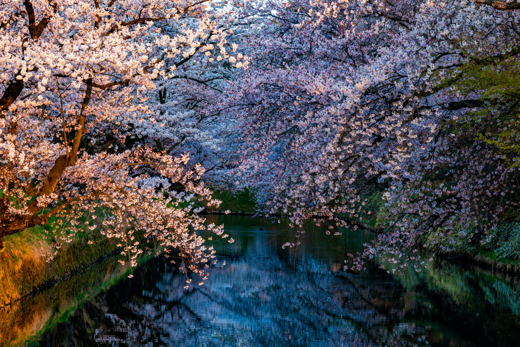 静寂の弘前公園-14