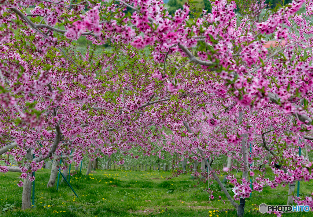 林檎でなくて桃の花