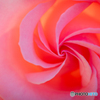 透過光の薔薇一輪