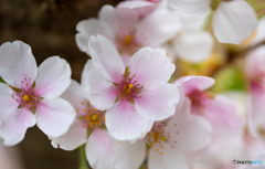 桜溢れる