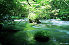 新緑の奥入瀬渓流-Ⅱ