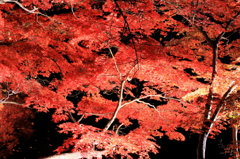 秋の彩り2014-35