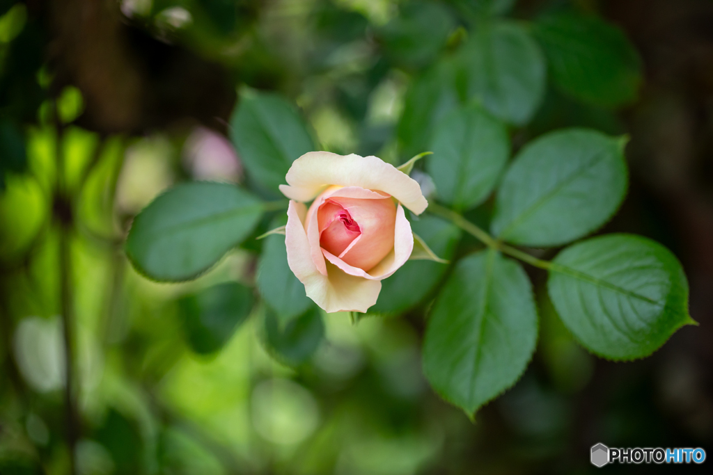 薔薇の印象‐Ⅱ