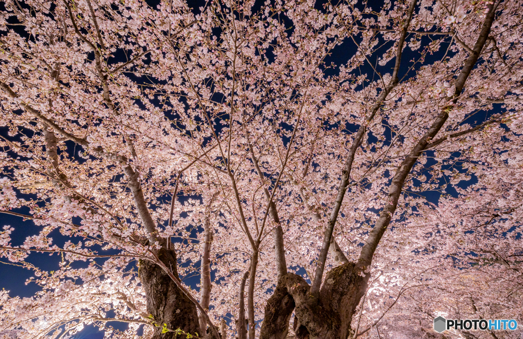 弘前公園の夜-Ⅺ