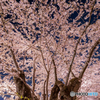 弘前公園の夜-Ⅺ