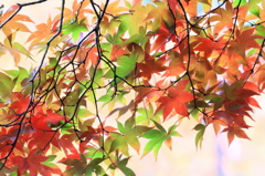 秋の彩り2014-21