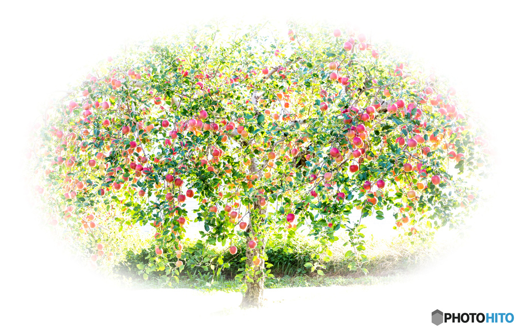 an apple tree