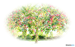 an apple tree