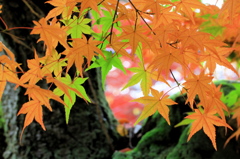 秋の彩り2014-32