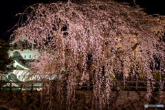 弘前公園の夜-Ⅴ