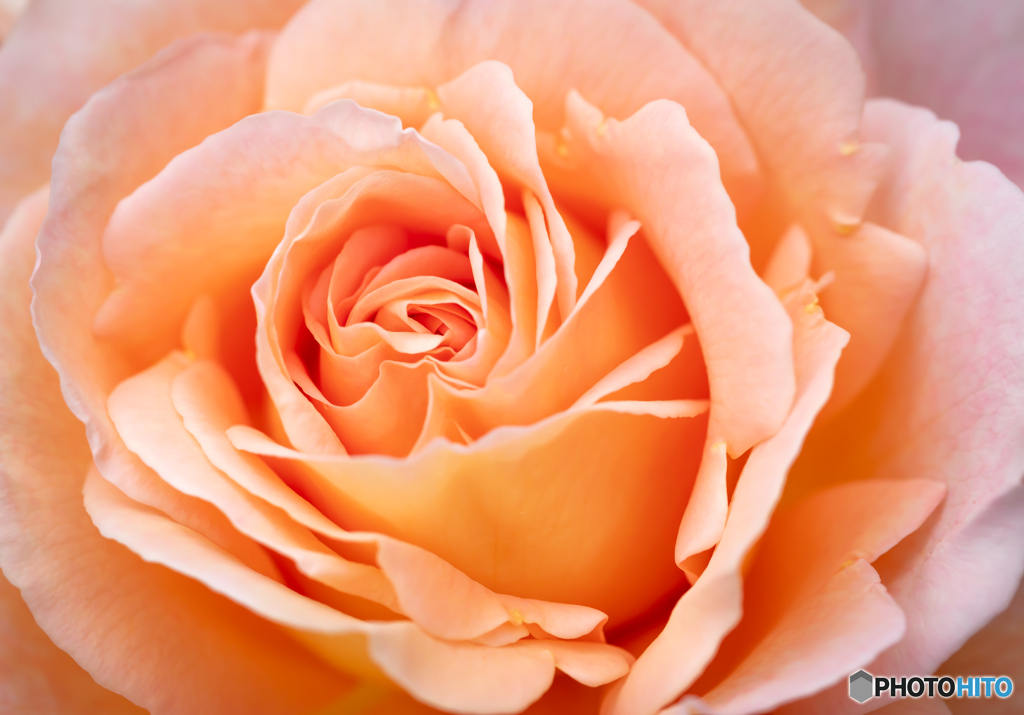 魅惑の薔薇-Ⅷ