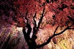 彩り桜2014