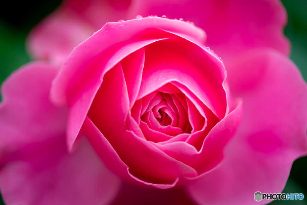 魅惑の薔薇-Ⅵ