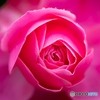 魅惑の薔薇-Ⅵ