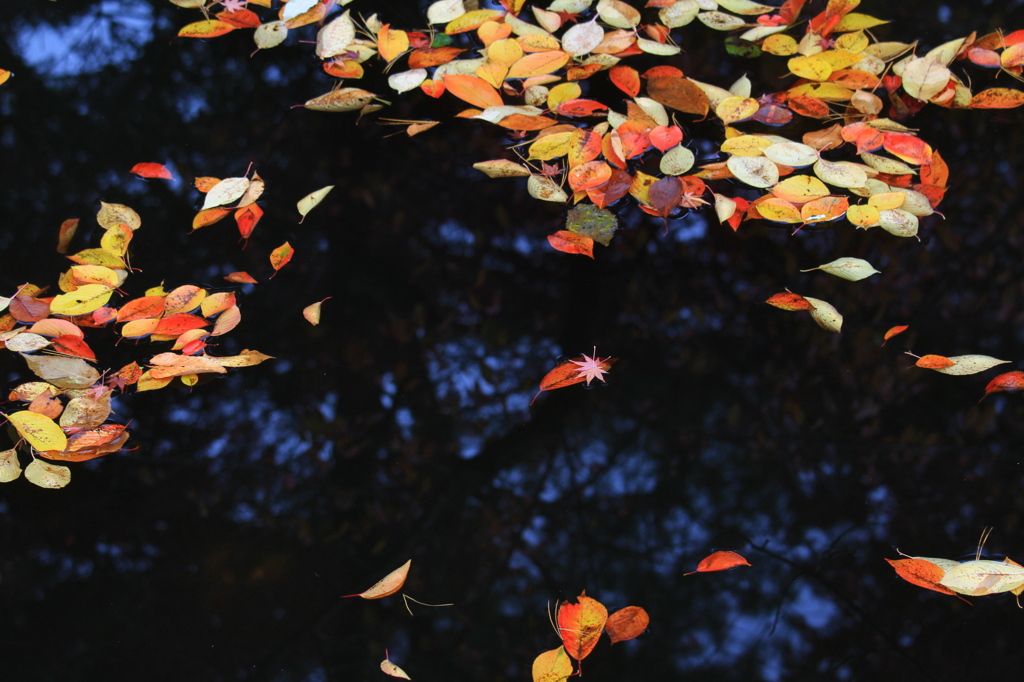 秋の彩り2014-25