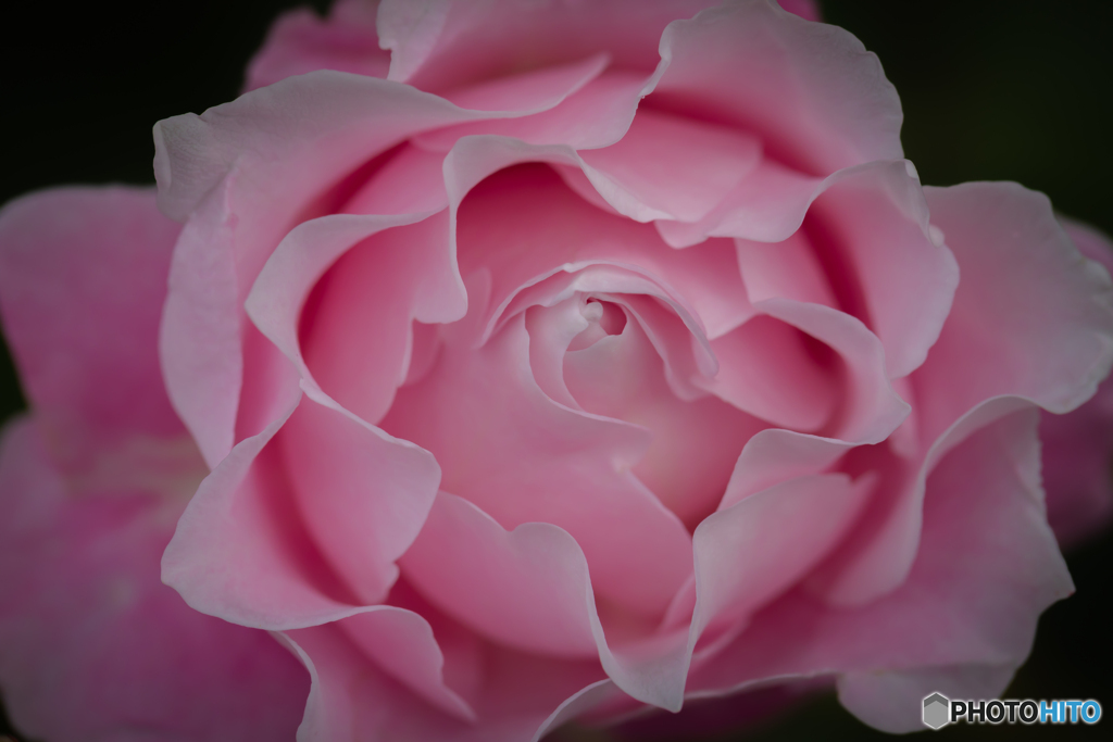 魅惑の薔薇-Ⅺ