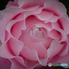 魅惑の薔薇-Ⅺ