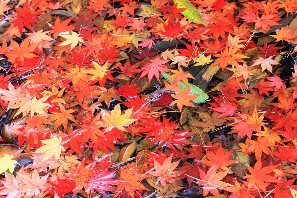 秋の彩り2014-26