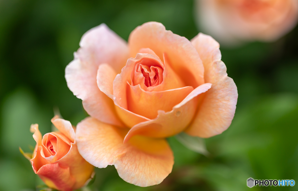 薔薇の魅力