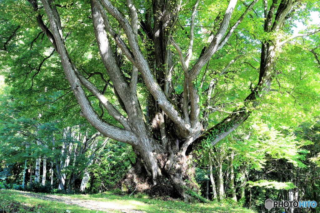 十和田湖畔に立つ木