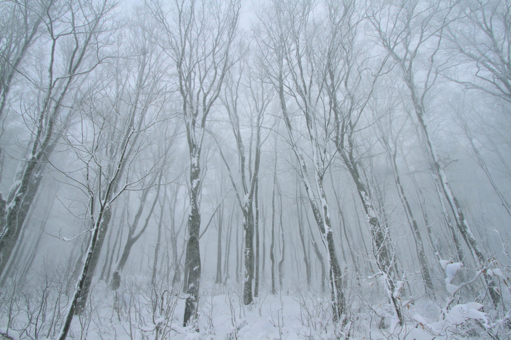 Snow grain in the forest「霧雪の森」