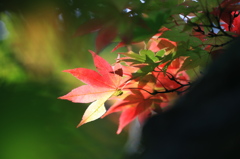 秋の彩り2014-3