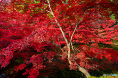 弘前公園の秋-Ⅹ