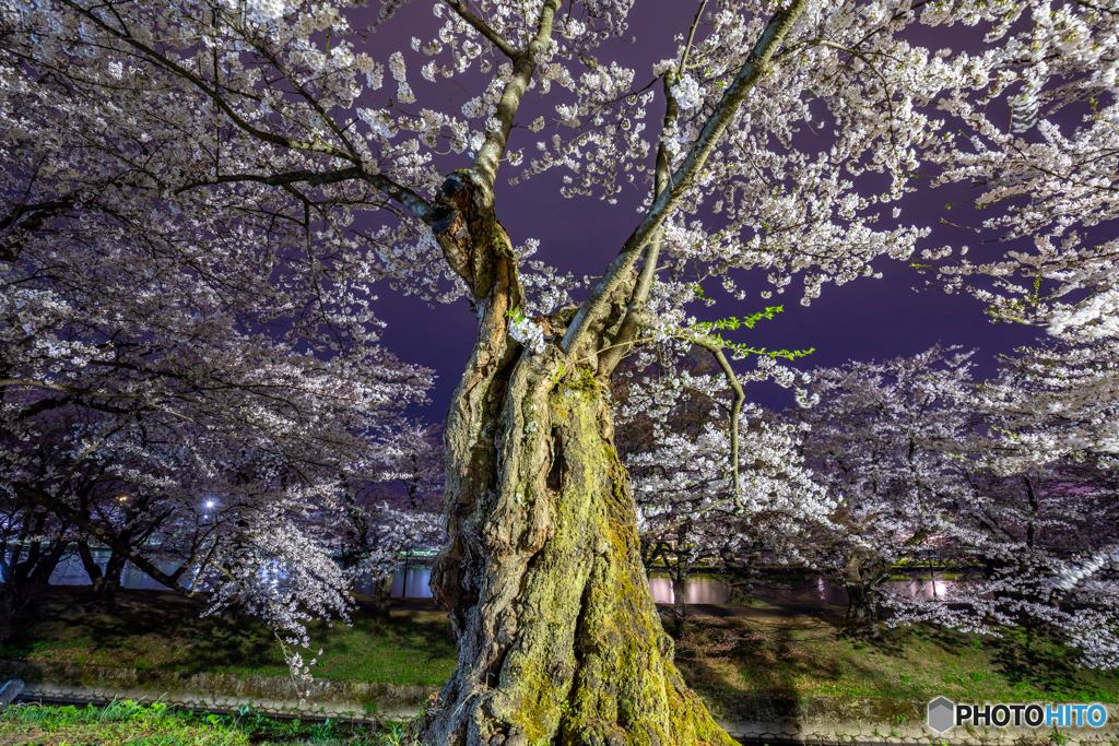 静寂の弘前公園-Ⅹ