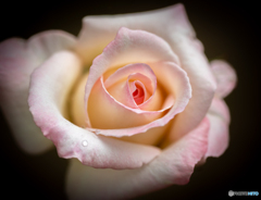 薔薇一輪