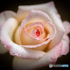 薔薇一輪