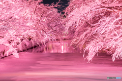 弘前公園 雪の夜桜