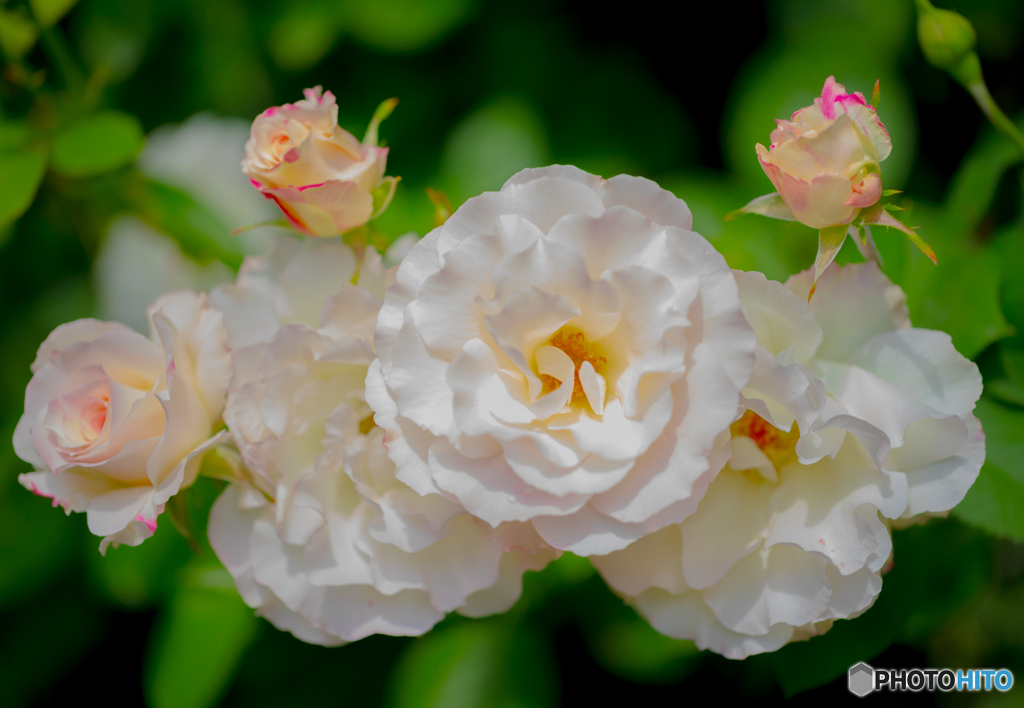 輝きの白薔薇