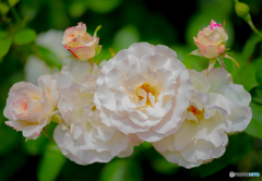輝きの白薔薇
