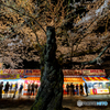弘前公園の夜-15