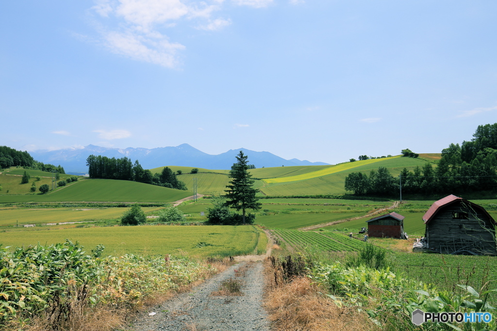 長閑な光景