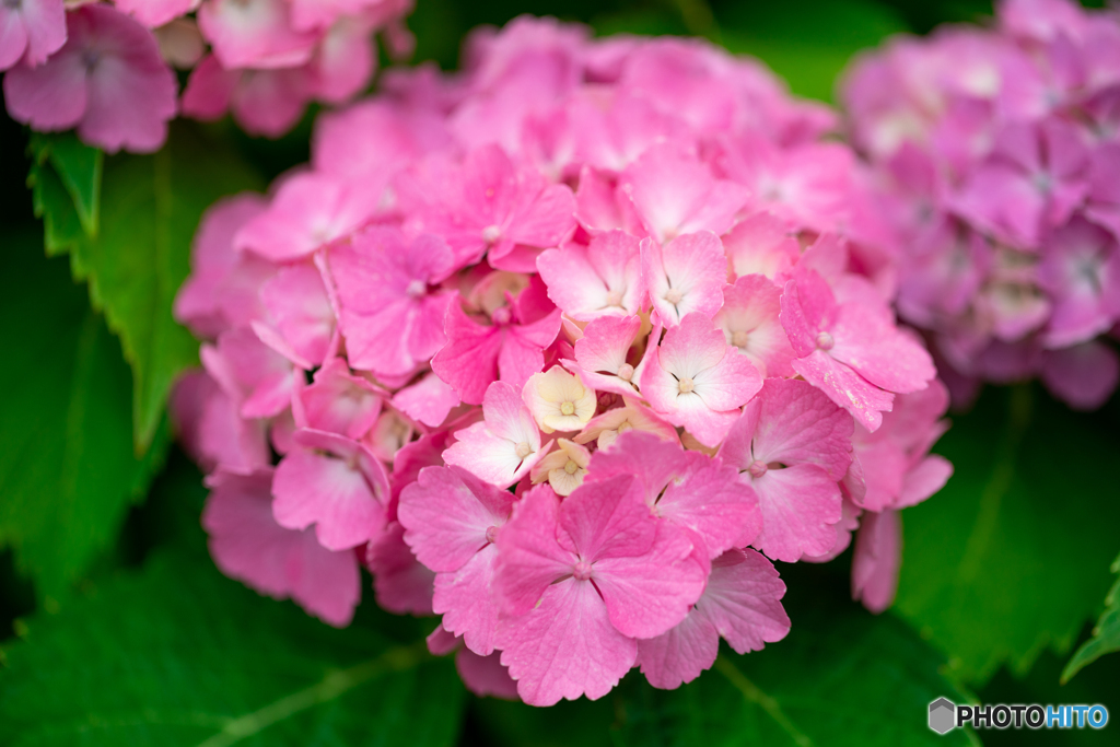紫陽花-Ⅱ