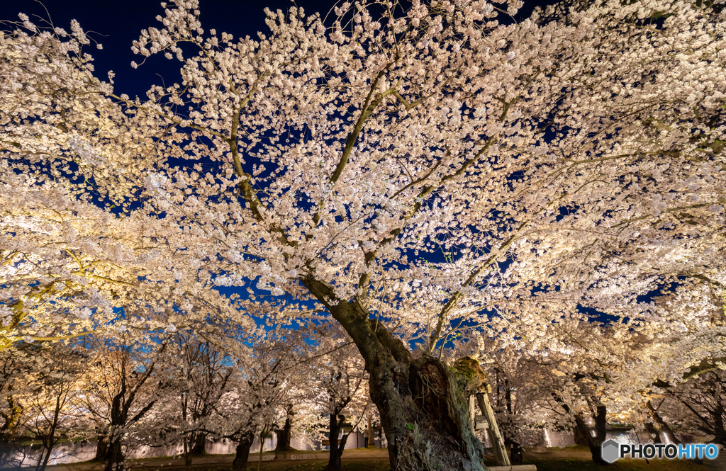 弘前公園西濠にて-Ⅰ