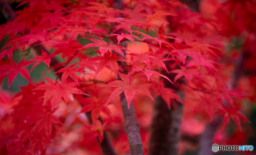 深紅のモミジ