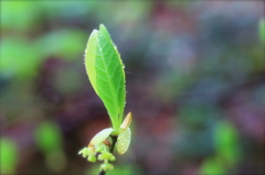 新緑の奥入瀬ー「芽吹き」